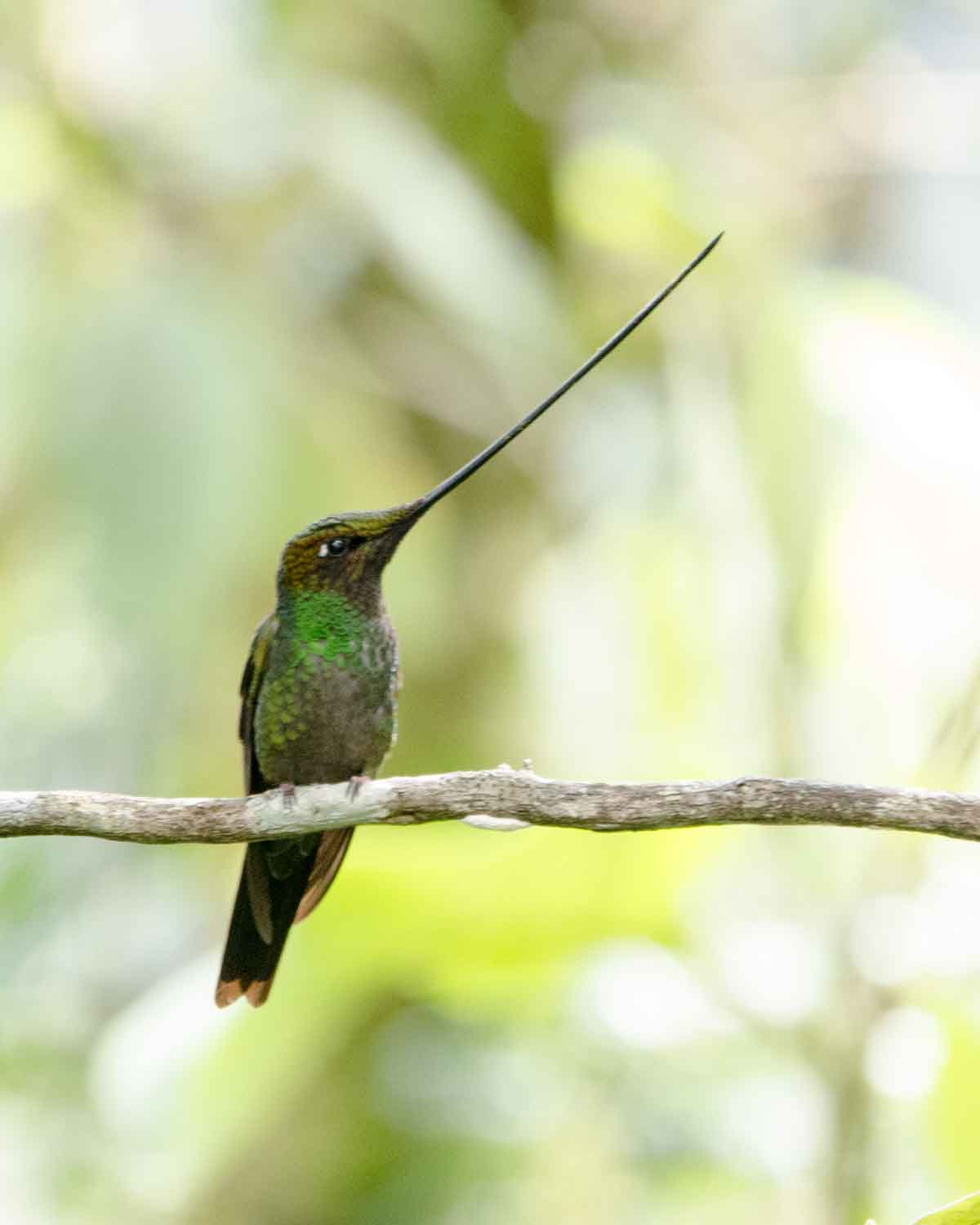 El Chocó Andino: Nueva Reserva De Biosfera En Ecuador | Not Your ...