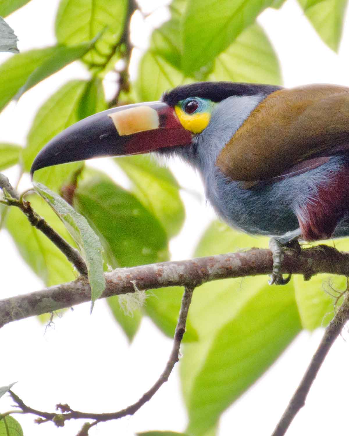 El Chocó Andino: Nueva Reserva De Biosfera En Ecuador | Not Your ...