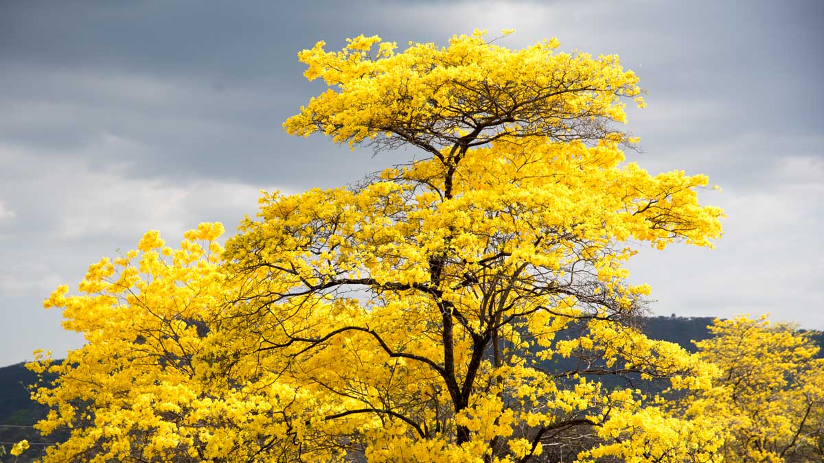 Cual es el color complementario del amarillo