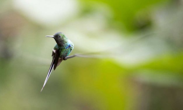 ¿Puedes hacer este quiz de colibrí?