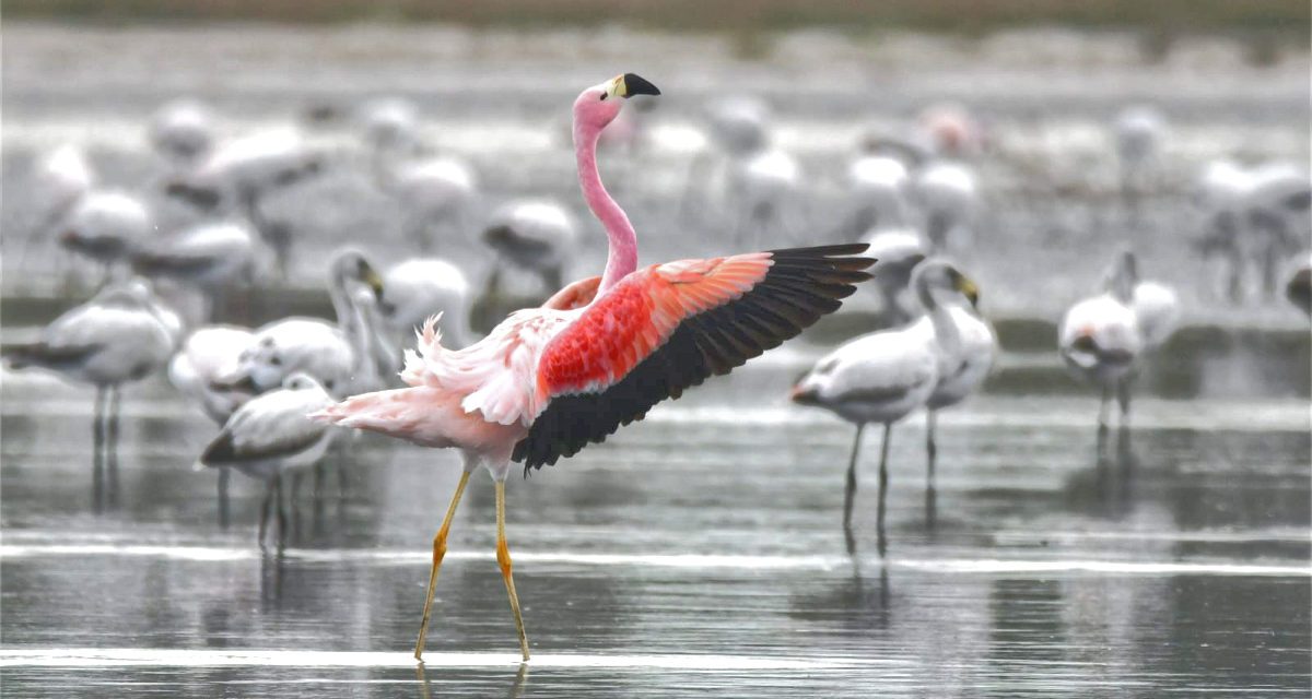 ¡Protege a los flamingos del Parque Nacional Ansenuza!