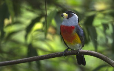 Tras bastidores: La Guía de Campo de Aves de Mashpi Amagusa
